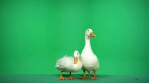 Two white ducks standing together