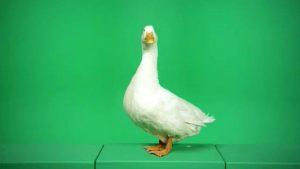 White duck ruffling feathers facing camera