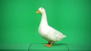 White duck standing facing left