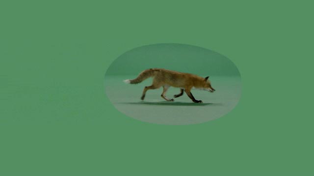 Fox green screen footage