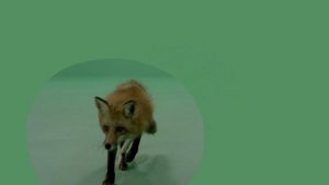 Fox walking facing forward and exiting
