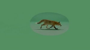 Fox walking from right to left on a green screen