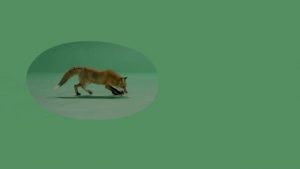 Fox walking from the right on a green screen