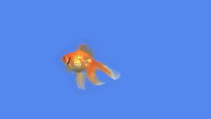 Goldfish slowly swimming left