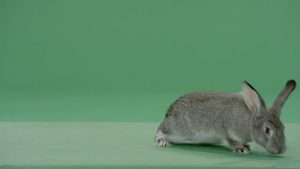 Grey rabbit exiting right