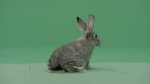 Grey rabbit facing backwards then turning left