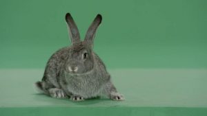 Grey rabbit facing forward then looking right