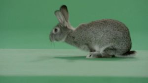 Grey rabbit hopping from right to left