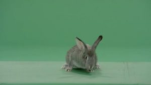 Grey rabbit turning forward