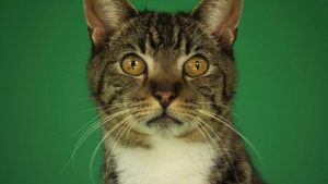 Grey striped cat close up facing forward looking around