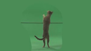 Grey striped cat standing up on bar and reaching up with paws