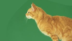 Orange tabby cat facing left