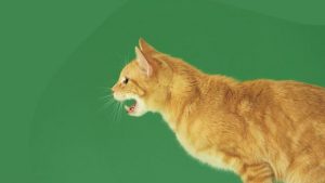 Orange tabby cat meowing