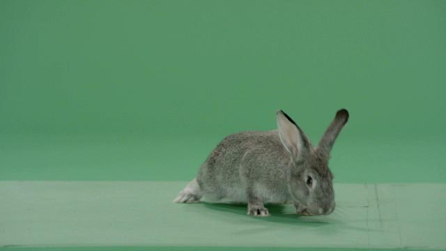 Rabbit green screen footage