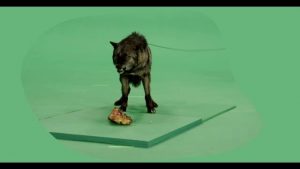 Black wolf growling facing forward