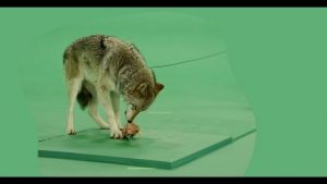 Grey wolf chewing on a piece of meat facing right