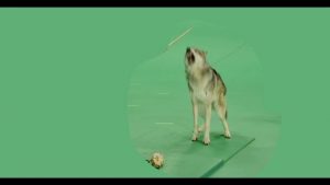 Grey wolf snarling and barking facing forward