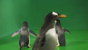 Group of penguins walking backwards