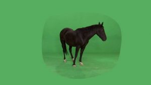 Horse green screen footage looking forward