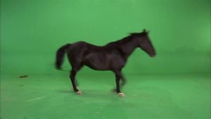 Horse trotting across frame