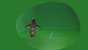 Penguin walking left then backwards