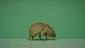 Three-banded armadillo crossing left to right